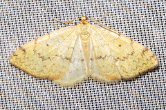 Epiphryne undosata