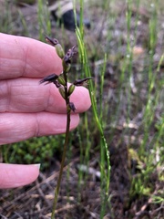 Genoplesium simulans