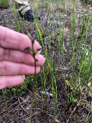 Genoplesium simulans