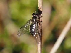 Melangyna quadrimaculata