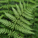 Austral Lady-Fern - Photo no rights reserved, uploaded by Peter de Lange
