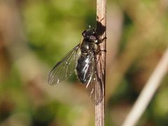 Melangyna quadrimaculata