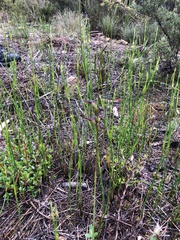 Genoplesium simulans