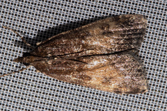 Eudonia asterisca