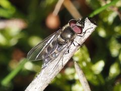 Melangyna quadrimaculata