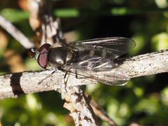 Melangyna quadrimaculata