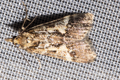 Eudonia characta