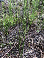 Genoplesium simulans