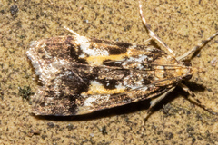 Eudonia characta