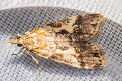 Eudonia characta