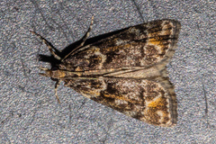 Eudonia legnota