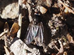 Earomyia lonchaeoides
