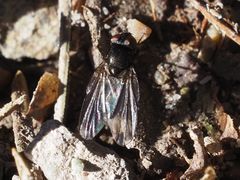 Earomyia lonchaeoides