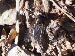 Earomyia lonchaeoides