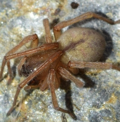 Cheiracanthium striolatum