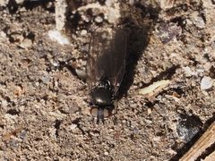 Earomyia lonchaeoides