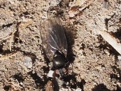 Earomyia lonchaeoides