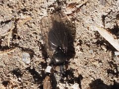 Earomyia lonchaeoides