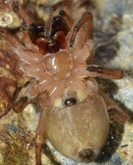 Cheiracanthium striolatum