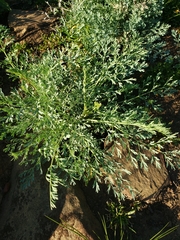 Ehrendorferia chrysantha