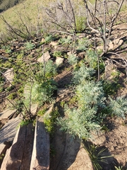 Ehrendorferia chrysantha