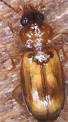 Paratachys crypticola