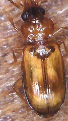 Paratachys crypticola