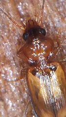 Paratachys crypticola