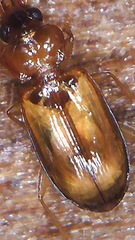 Paratachys crypticola