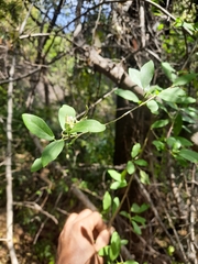 Cadaba fruticosa