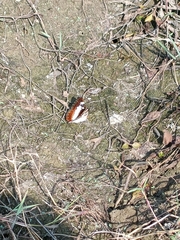 Moduza procris milonia