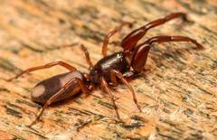 Diaphorocellus biplagiatus