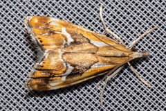 Glaucocharis interrupta