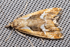 Glaucocharis interrupta