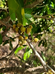 Lepisanthes tetraphylla
