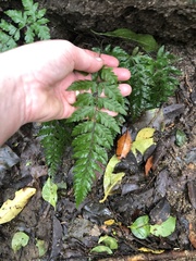 Parapolystichum acuminatum