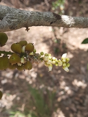 Lepisanthes tetraphylla