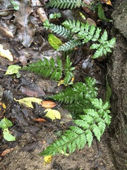 Parapolystichum acuminatum