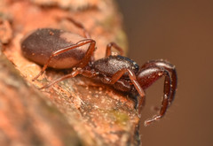 Diaphorocellus biplagiatus