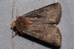 Ichneutica agorastis