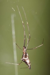 Argyrodes fissifrons