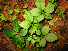 Gynostemma pentaphyllum