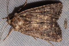 Ichneutica mustulenta