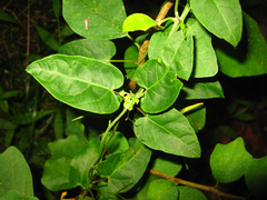 Vincetoxicum floribundum