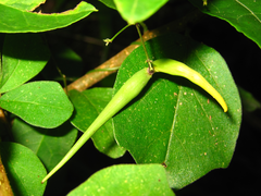 Vincetoxicum floribundum