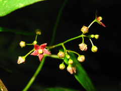 Vincetoxicum floribundum