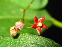 Vincetoxicum floribundum