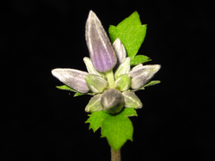 Clematis heracleifolia