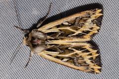 Ichneutica oliveri