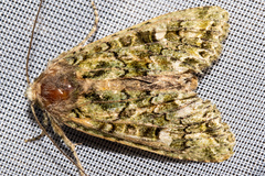 Ichneutica plena